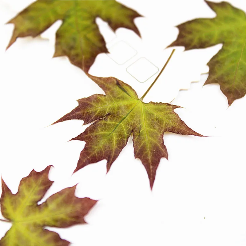 2-6cm/24pcs Natural Pressed Pentagonal maple leaves Real Preserved Plant DIY Wedding invitations Craft Bookmark gift Card decor | Дом и сад
