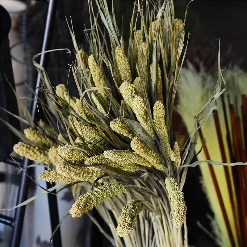 10 PCS Natural Dried Cereals Millet Flower Spike Decorative Christmas Home Wedding Table Decoration DIY Real Plants Photo Prop images - 6