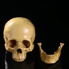 Украшение HeyMamba на Хэллоуин, модель черепа, медицинская модель, скульптура из смолы, ремесла, украшение для дома