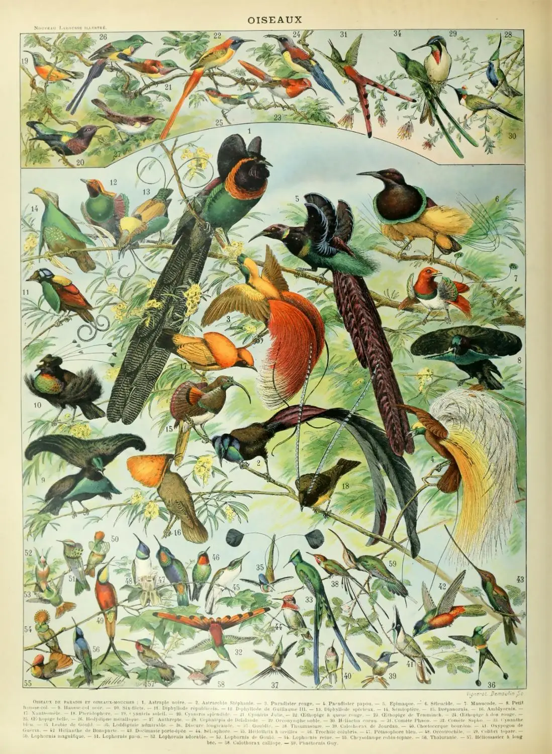 

400X300MM birds-vintage-art-print jumbo fridge magnet SFM-0177