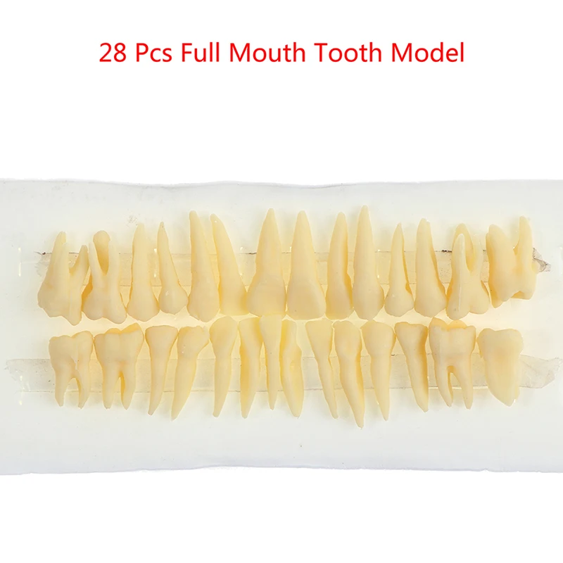 

28X Resin Full Mouth False Tooth Model Dental Oral Permanent With Root Simulated