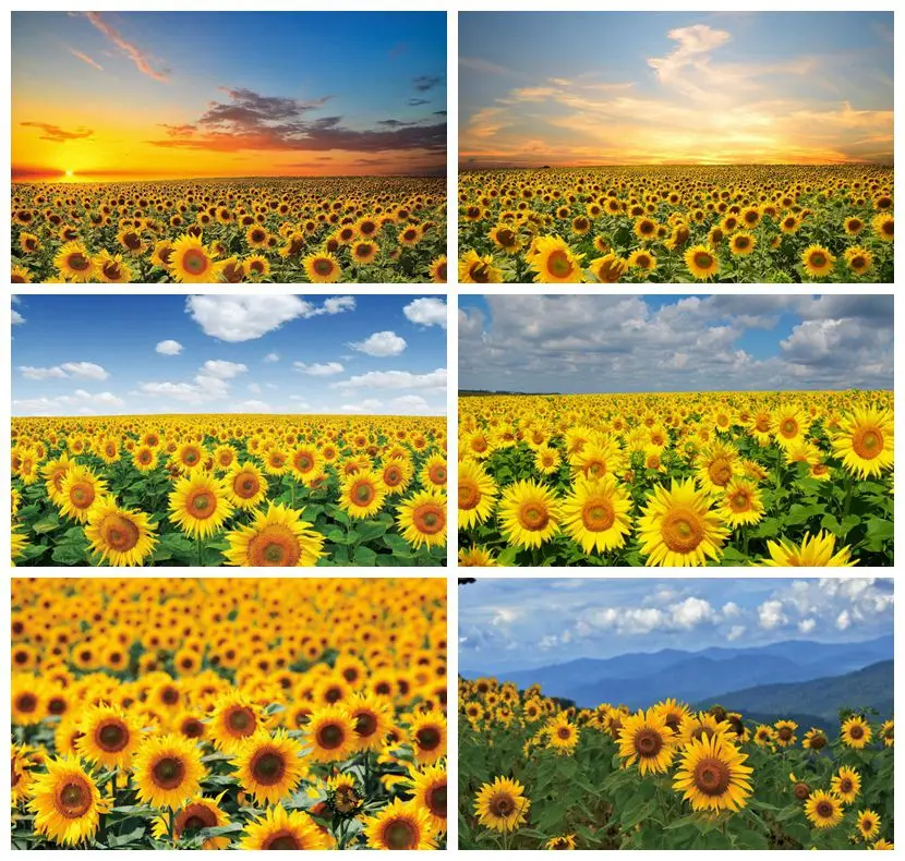 

Laeacco Sunset Sunflower Backdrops for Photographers Natual Landscape Scenery Newborn Portrait Photo Photography Background