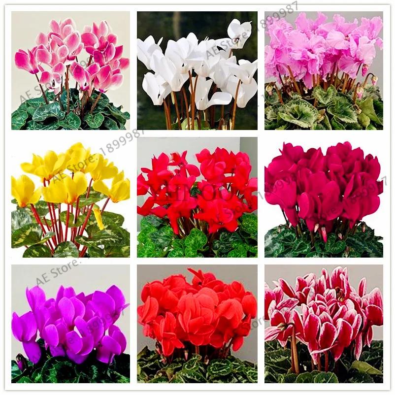 200 шт./пакет семена цикламена многоцветные цикламенские Цветочные растения