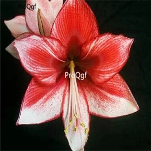 21 Ngryise 3 шт. набор Amaryllis лампочки True Hippeastrum rutilum - Цвет: 21