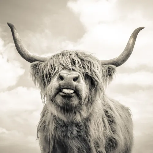 Черно-белый Highland Корова Крупный рогатого скота настенная Картина на холсте в