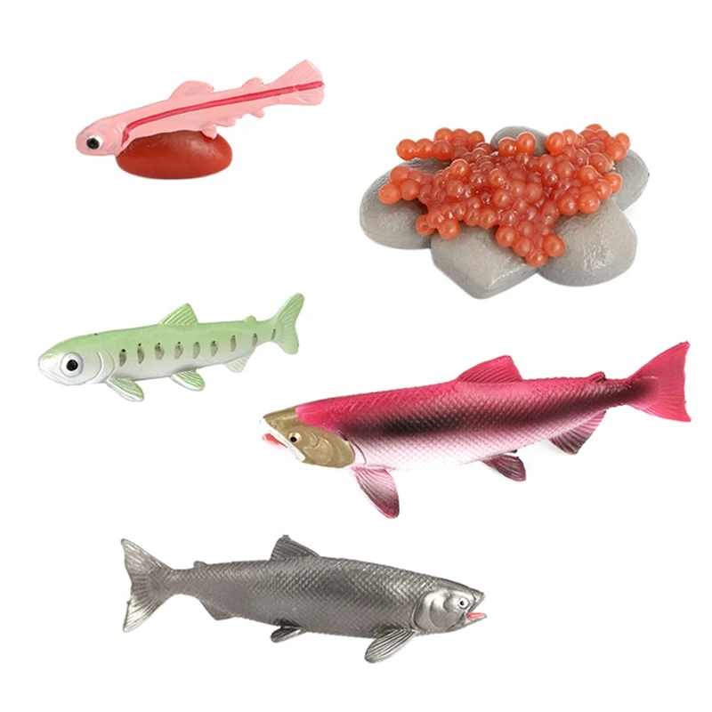 

Fish Animal Growth Model,Animal Life Growth Cycle Biological Model Animals Simulation Growth Science Educational Toys