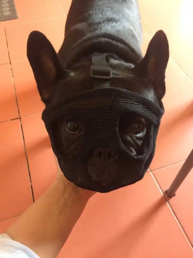 

Short Snout Pet Dog Muzzles Adjustable Breathable Mesh French Bulldog Pug Mouth Muzzle Mask Anti Stop Barking Supplies