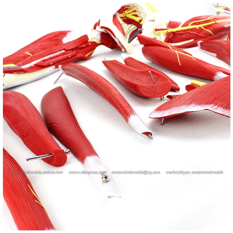 CMAM/12027 мышцы нижняя конечность 23 части пластмассовая анатомическая модель мышц