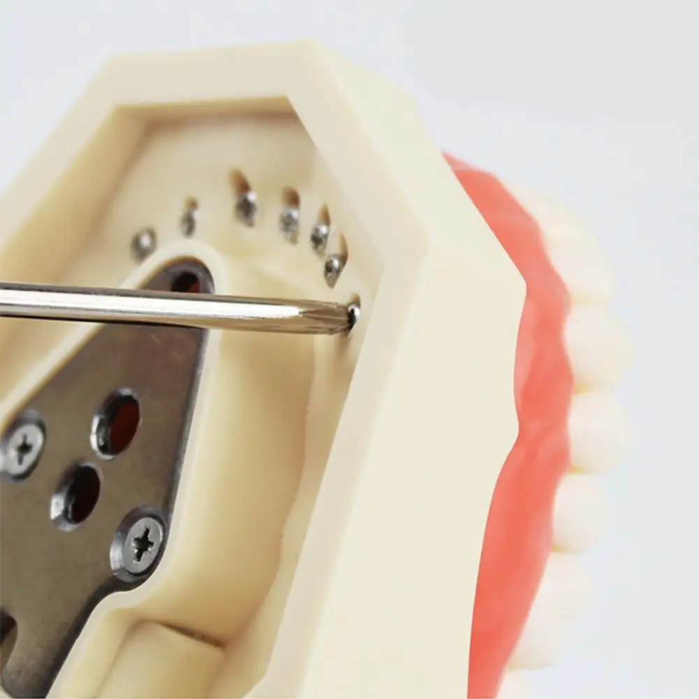 Стоматологическая Typodont зубы модель с съемные обучения зуба 8012|Стоматологическая