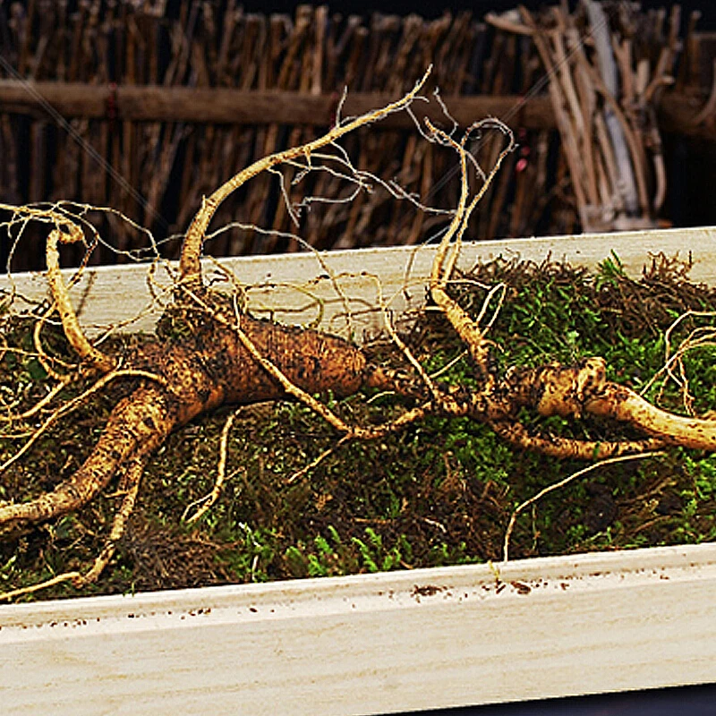 

Yi Tianjian Changbaishan wild belt fresh ginseng fresh mountain ginseng forest under the gift box pot soup bubble wine