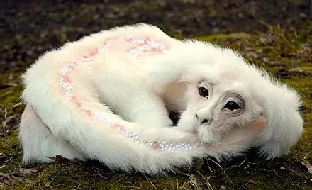 Дракон Удачи Falkor Doll. Неистовая история белая кукла дракон. Милый дракон плюшевые