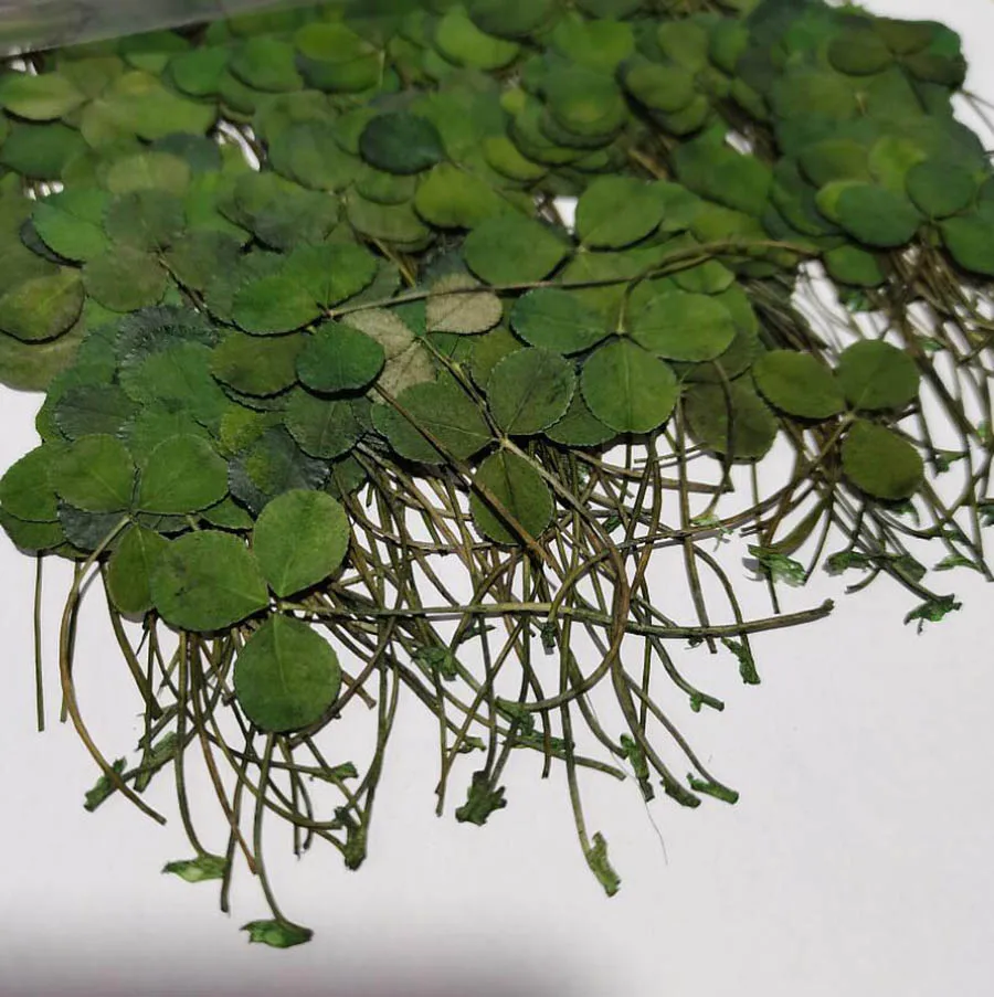 

120pcs Dyed Green Dried Pressed 3-Leaves Flowers Plant Herbarium For Jewelry Postcard Invitation Card Phone Case Art&Craft DIY
