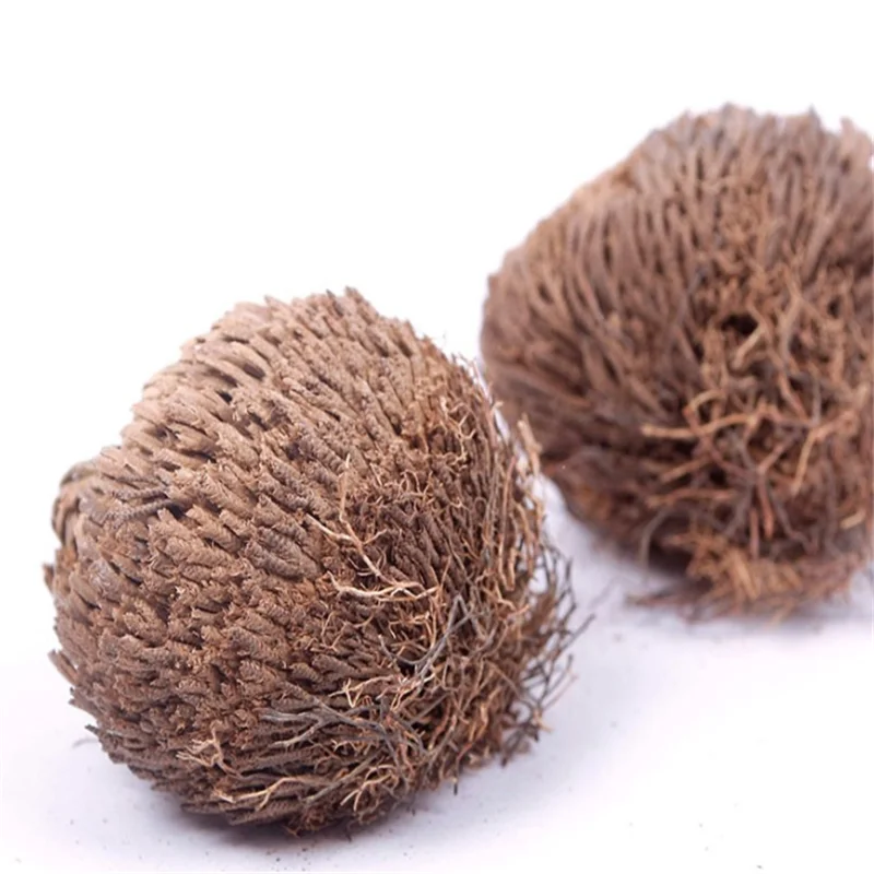 Сушеный цветок 2 шт. волшебное растение для воскресения Роза динозавра Иерихона