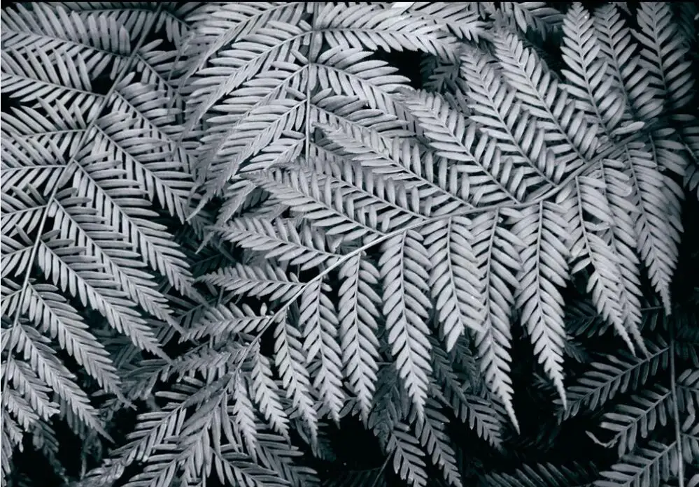 3D-обои Milofi на заказ настенные черно-белые папоротники для гостиной фон стены