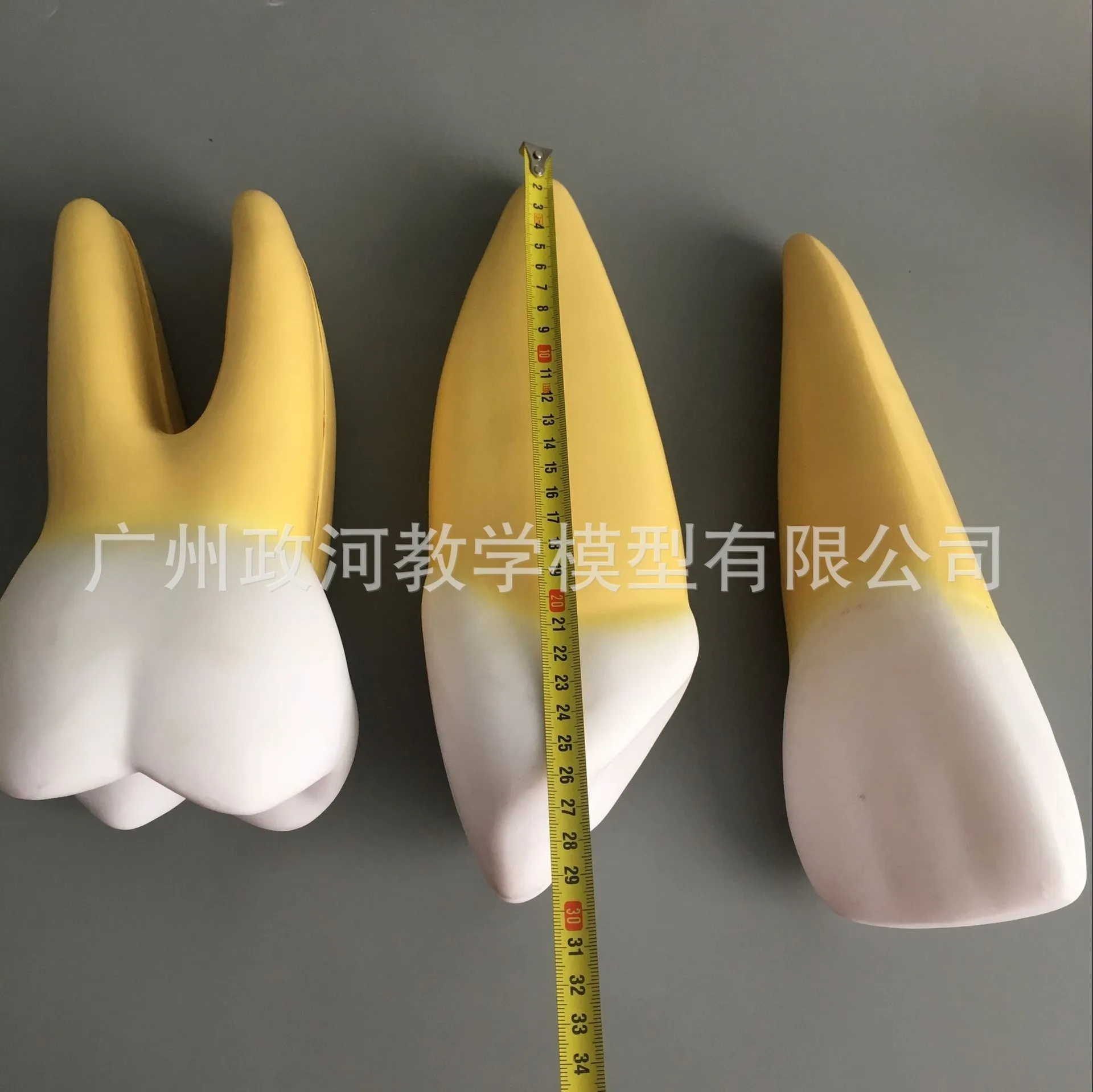 Увеличенная модель зубов для полости рта 12 шт./компл. анатомическая с