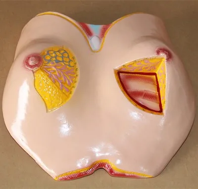 female Breast anatomical model Breast Structure pathology model 26.5x26.5x9cm free shipping