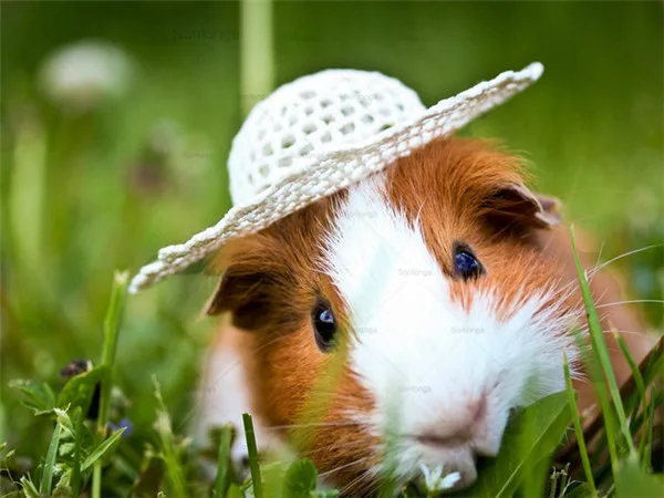 

Sontonga 5D Diamond Painting Guinea Pig Full Square Rhinestone Kit Diamond Embroidery Animal Mosaic Cross Stitch Handmade Gift