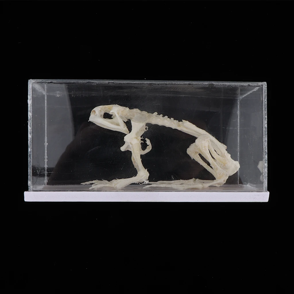 

Animal Skeletal Specimens, Skeleton Model Educational Equipment School Classroom Teaching Model -Frog