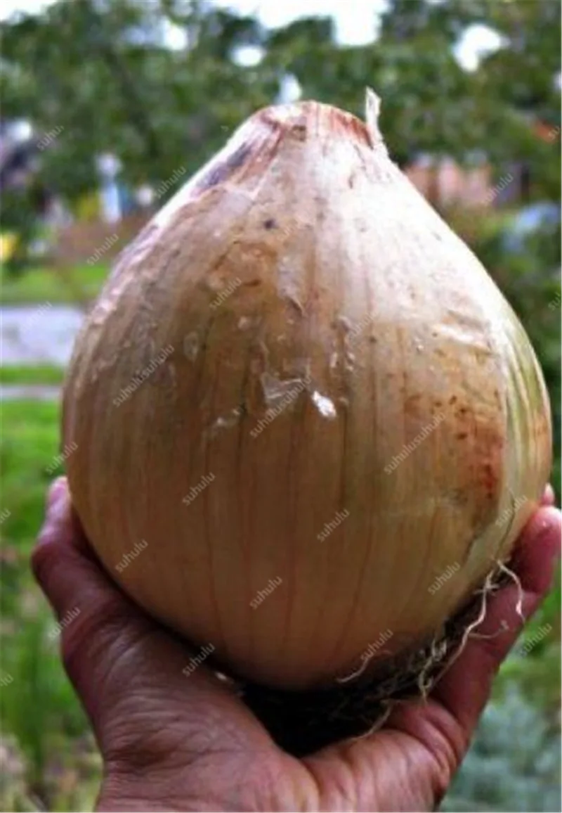 100 шт Искусственный Лук|Цветочные горшки и кадки| |