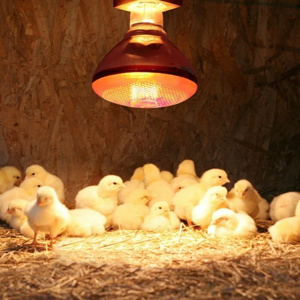 Buy 240V Infra Red Heat Lamp Poultry Brooder Chicks Waterproof Hatching Puppies Piglet Bulb energy saving and consumption reduction on