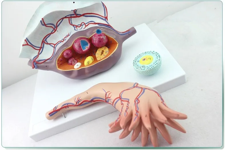 

Free Shipping& Human Ovarian Structure, Ovarian Enlargement, Plan Parenthood Demonstration Model for Medical and Beauty Parlor