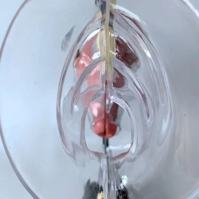 Модель женской репродуктивной системы прозрачная модель матки Женская