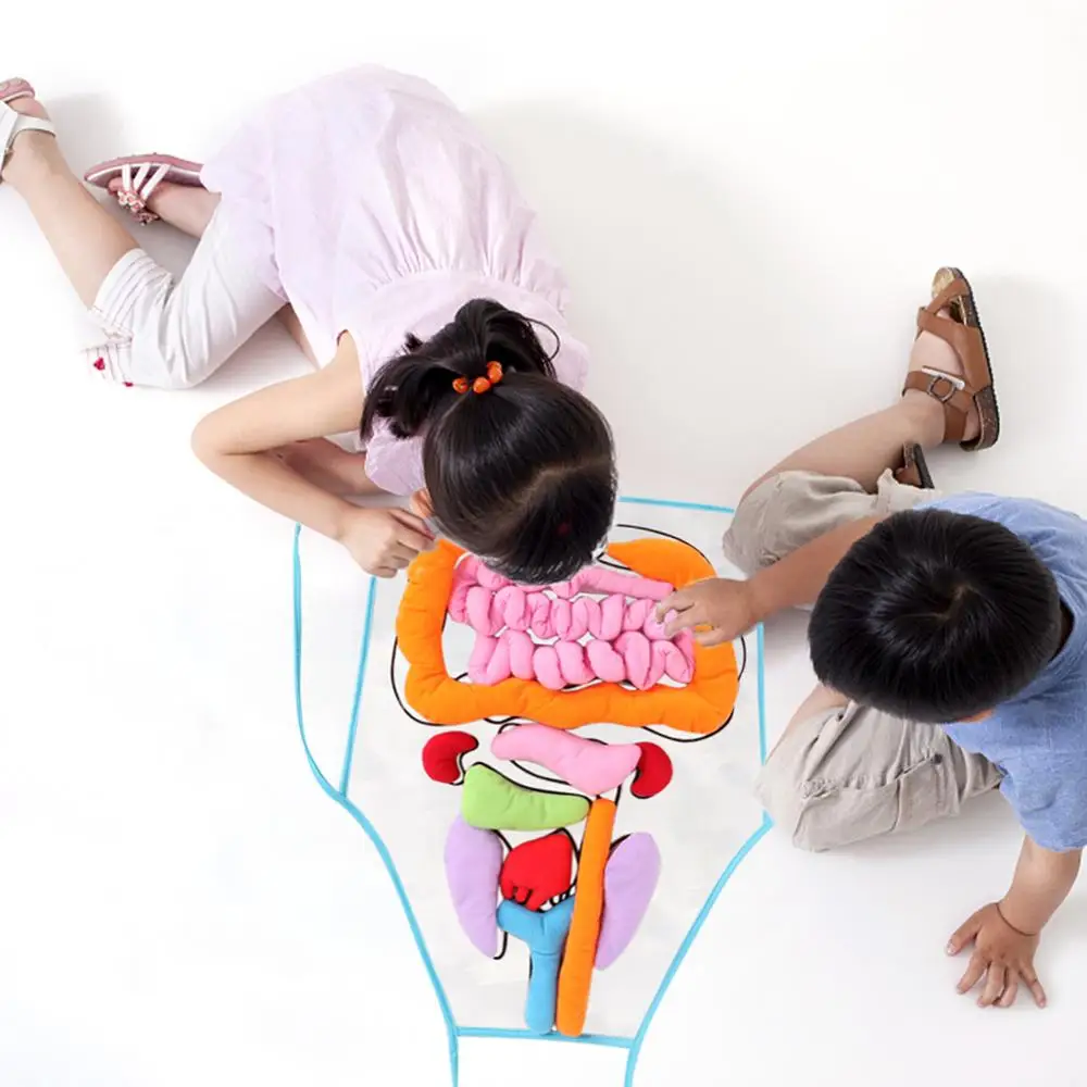 Обучающие игрушки для внутренних органов фартук 3d схема разложения базовые