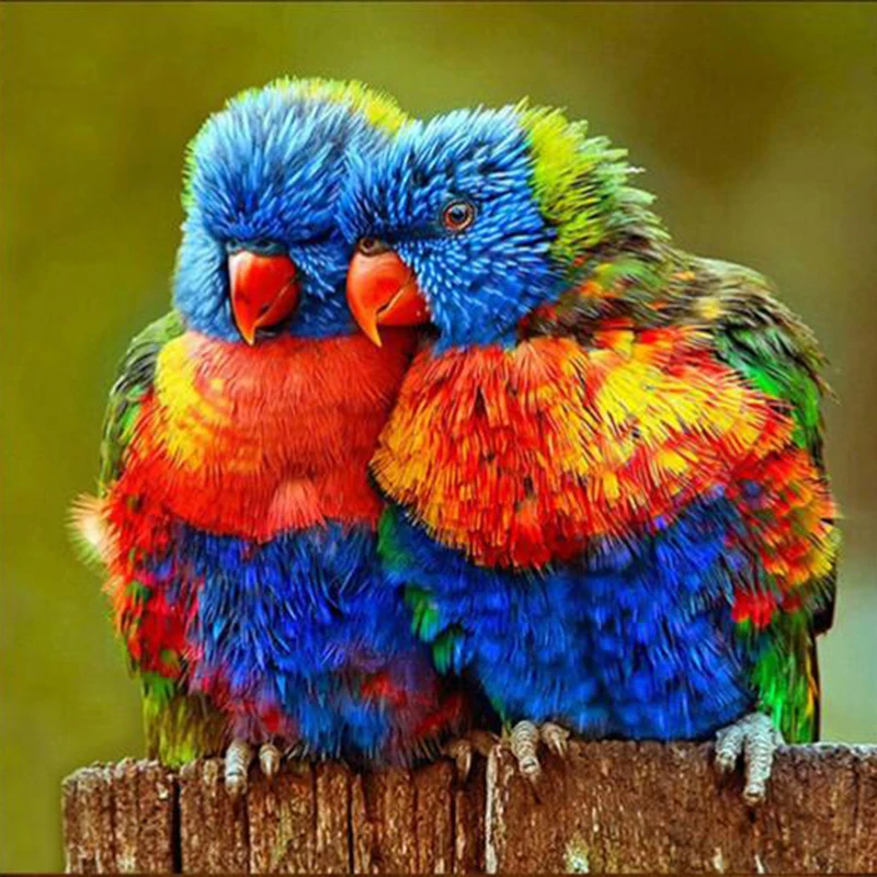 5D Diy алмазная живопись полный дрель пара Цвет птица и крест стежка Алмазная