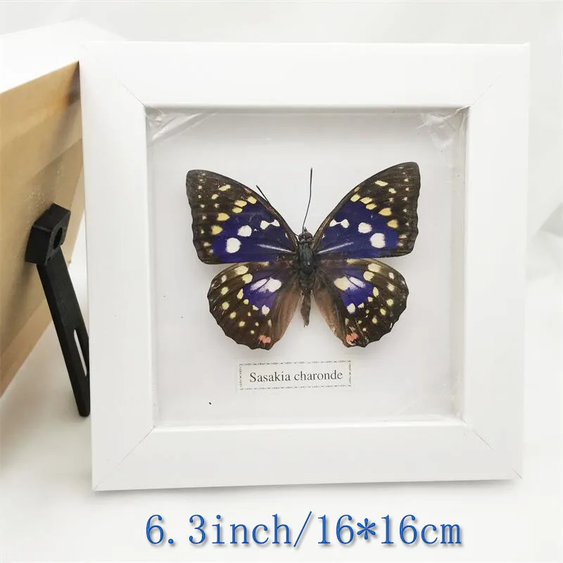 Fixed Spread Wings Butterfly Real Specimens Photo Frame Indoor Decoration Home Decorations Insect Sample Figurines Desk Decor | Дом и сад