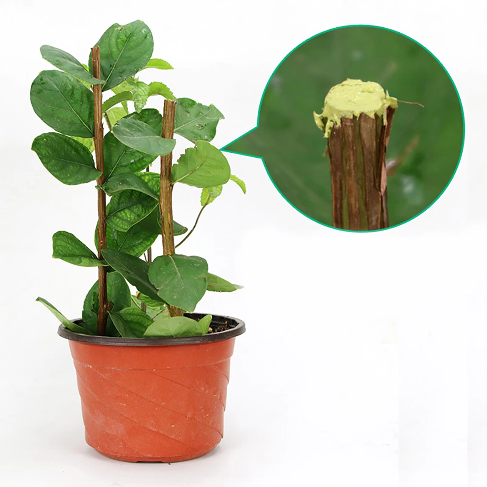 

Bonsai Pruning Cutting Paste Tree Plant Pruning Sealer Compound