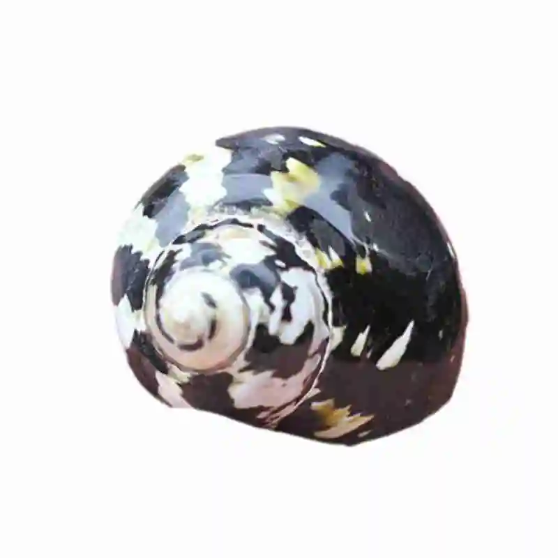 Раковина натуральная черная королевские улитки живет в крабе ракообразной