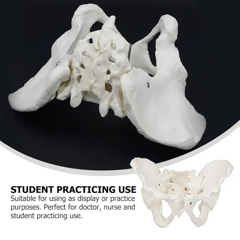 

1pc Medical Female Pelvis Model Natural Large Pelvic Joint for Medical Training Greys Anatomy