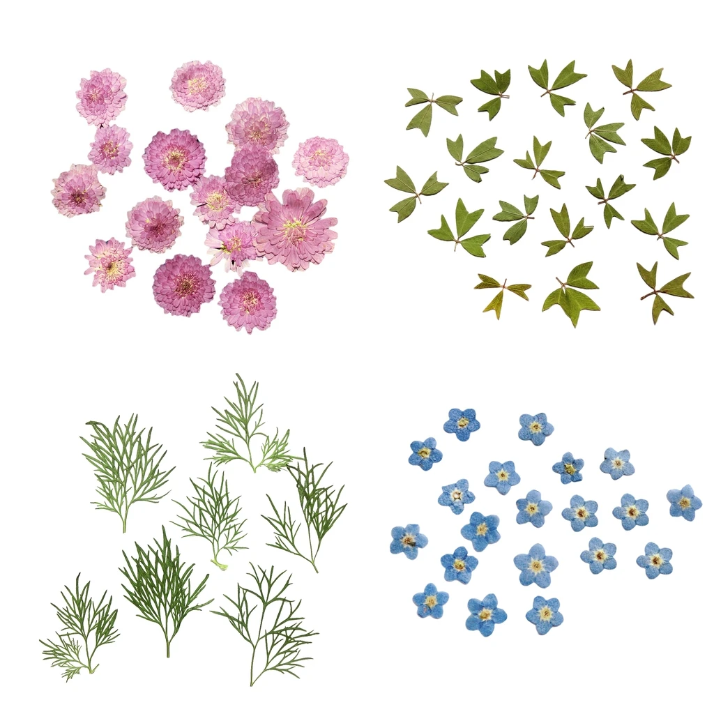 

10x Pressed Real Dried Flower Dry Leaves for DIY Crafts Bookmark Card Making