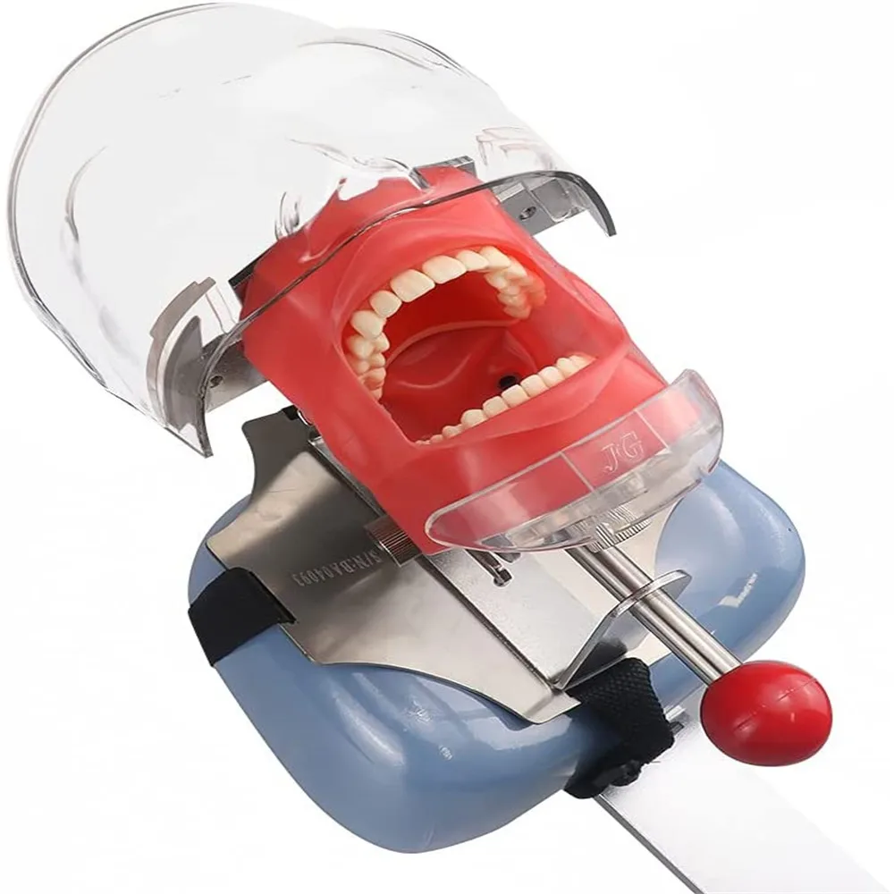 Simple Head Model Dental Simulator Phantom Head for Dentist Education Dentist Teaching /Head Model Phantom for Training Apparatu