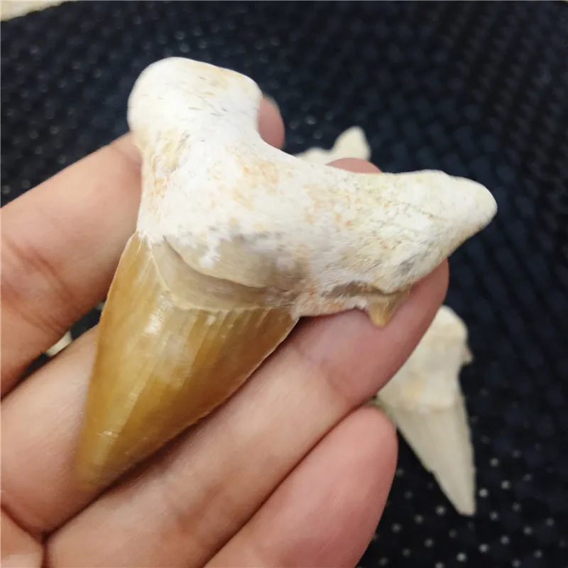 1 шт. натуральный ископаемого большой акулы подвеска зуб ископаемых образцы
