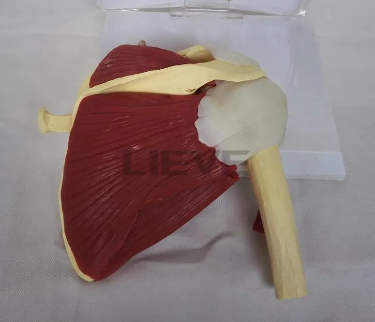 Модель человеческого скелета плечевого отверстия на ключицах модель мышц