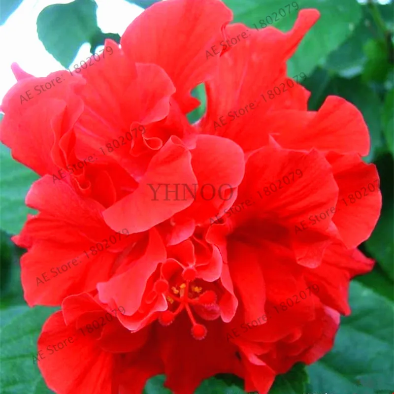50 шт./пакет смешанный цвет Гибискус mutabilis цветок flores обеденная тарелка Гибискус Многолетние цветы для украшения дома, карликовые деревья садовое насаждение - Цвет: 8