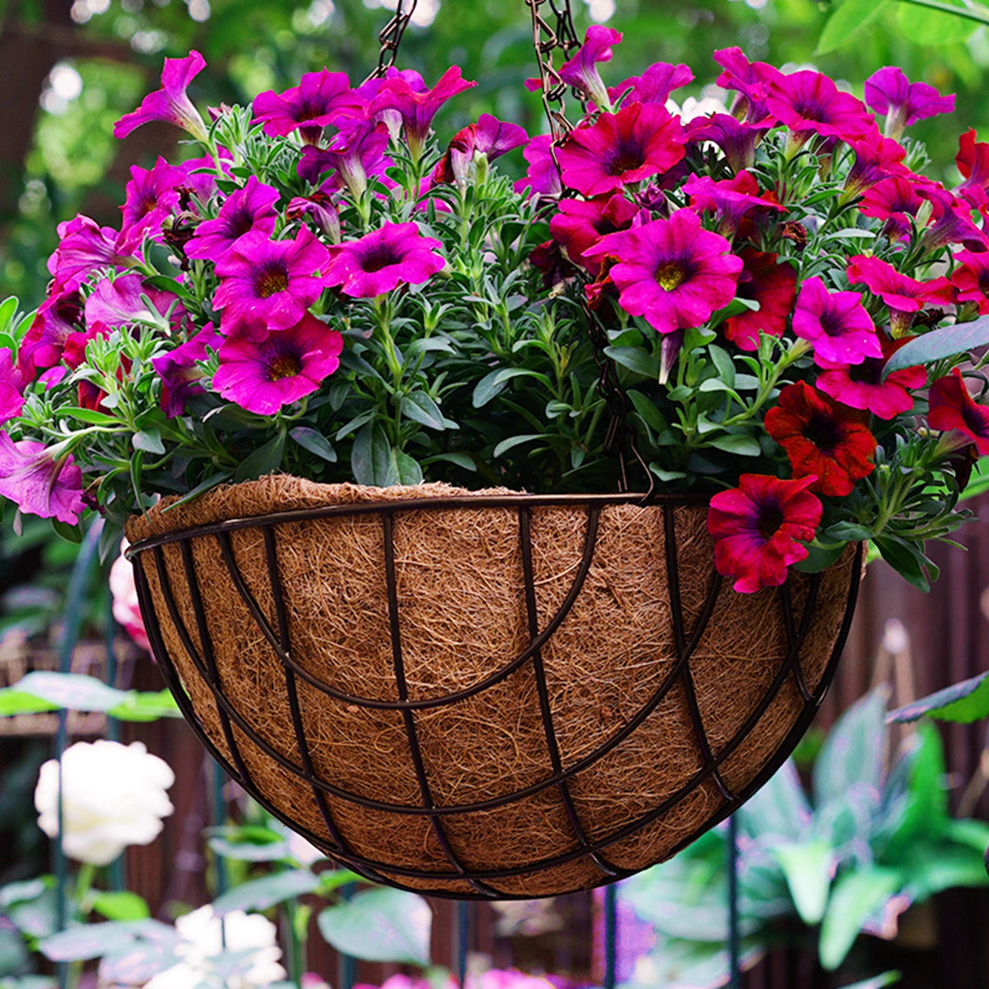 

Creative Rustic Wrought Iron Coconut Palm Flowerpot Chlorophytum Round Balcony Hanging Planter