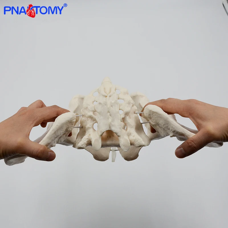 

Human anatomy features hip, Sacrum and tailbone Scientific female pelvis model, Movable,Elastic cord link, Life size pelvis,