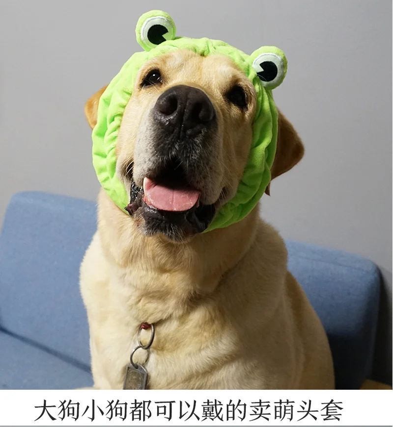 Домашние животные продают Милые головные уборы Собака Золотой мулла брадоки