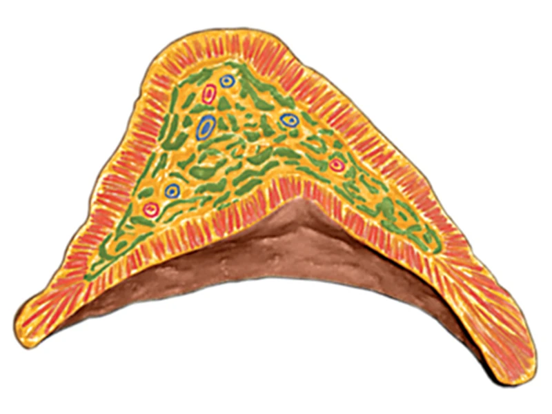 Человек. Почки 4d мастер головоломка Сборка игрушки человеческого тела