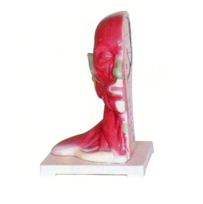 Head, neck Partial anatomy model Sagittal section Medical demonstration model 26*24*31cm free shipping