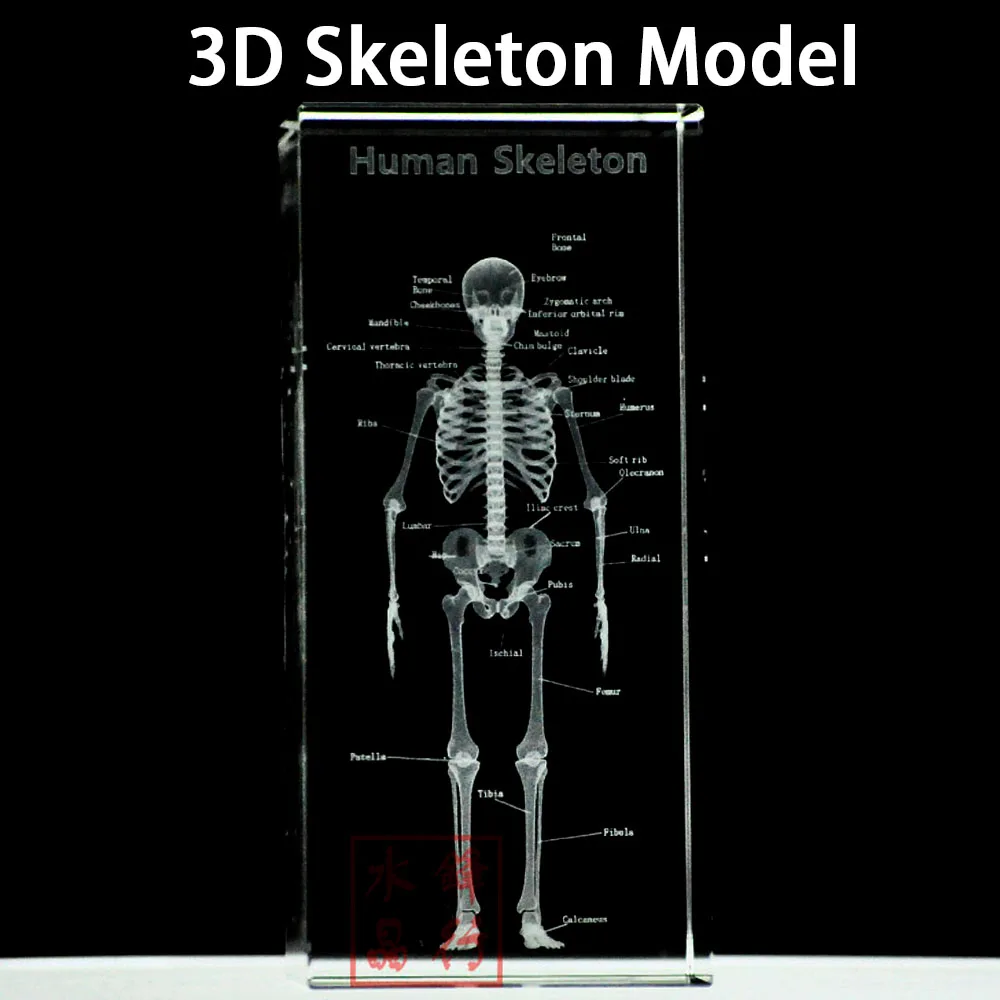 3D кристалл человеческий анатомический скелет модель для художественного эскиза