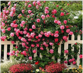 Rosa, альпинизма, растения, polyantha Rose, платье с цветочным узором в китайском карликовые деревья, альпинизма, розы, сад, 200 шт./пакет - Цвет: 7