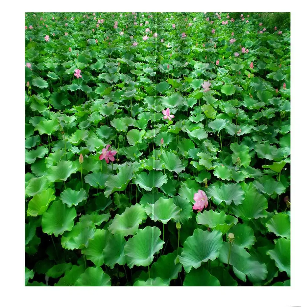 HD картина лотос лист пруд цветок растение большая оконная занавеска для гостиной