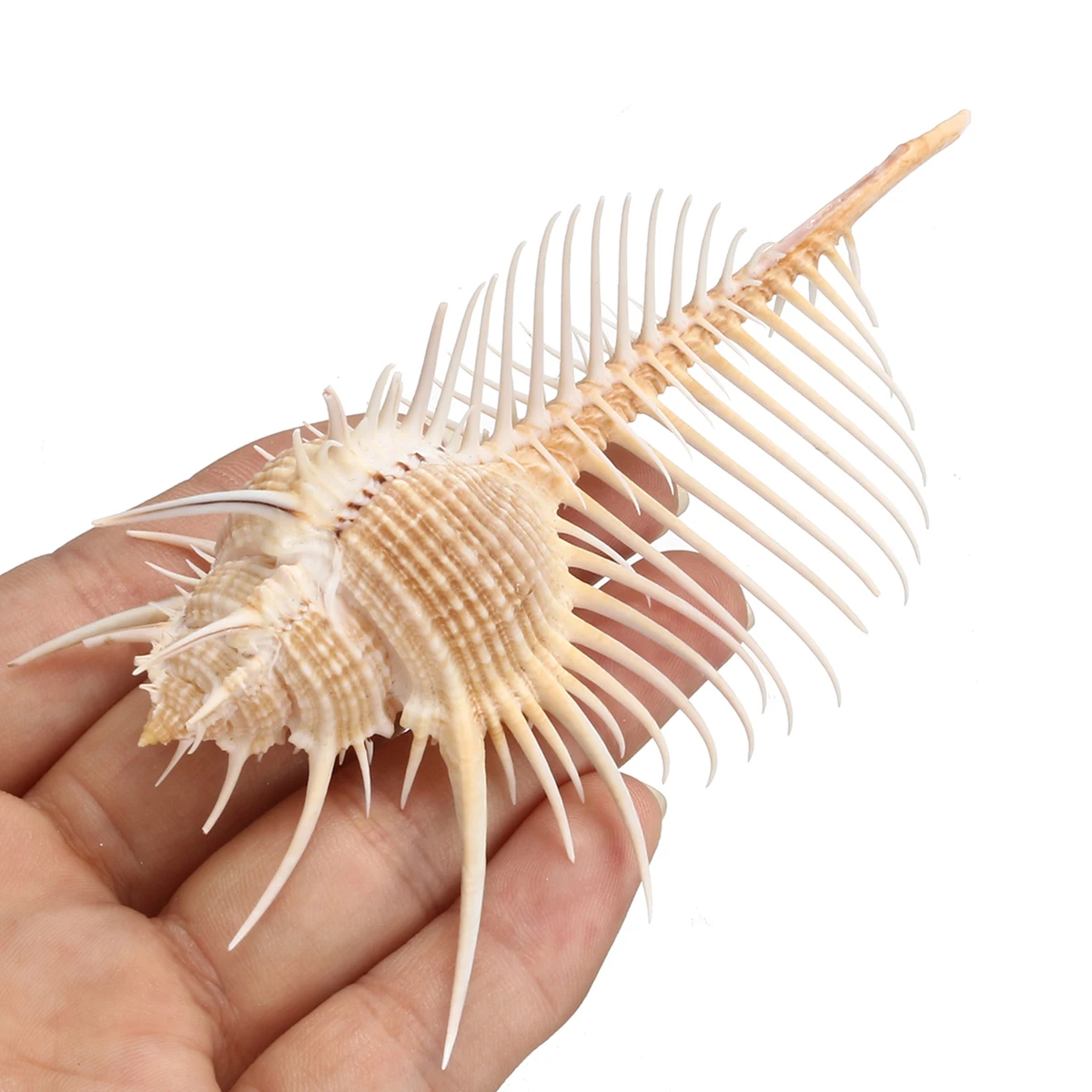 1 шт. средиземноморский орнамент натуральный корпус большая раковина в Индийском