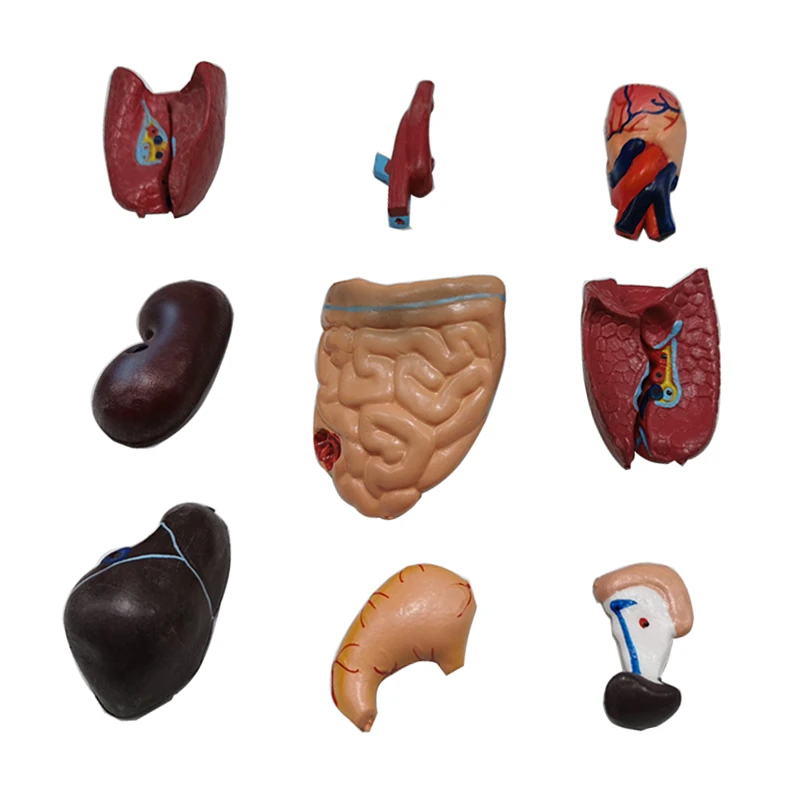 

Human Torso Body Model Anatomy Anatomical Medical Internal Organs For Teaching Biological course doctor teaching equipment