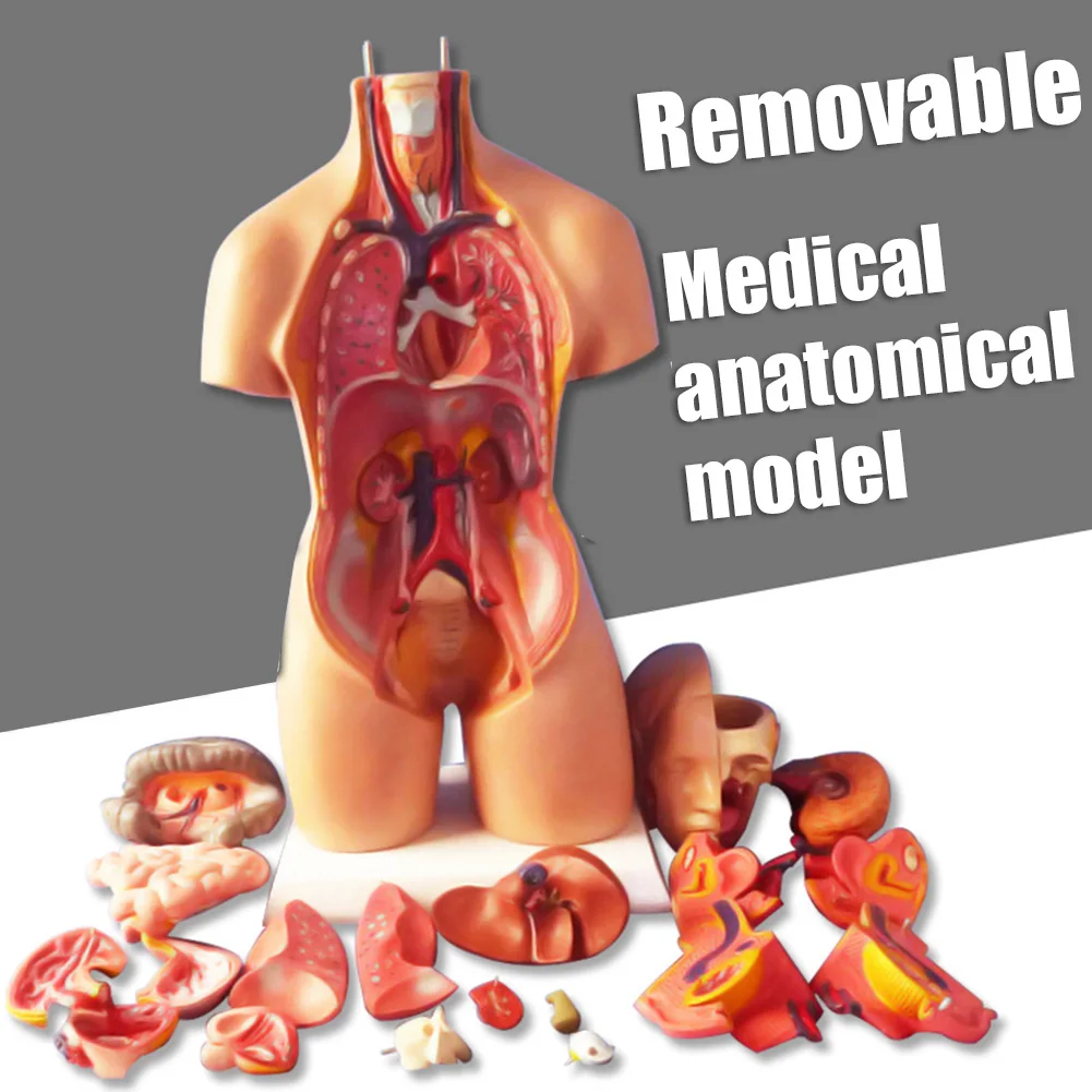 

4D Anatomical Assembly Model of Human Organs for Teaching Education School LXY9