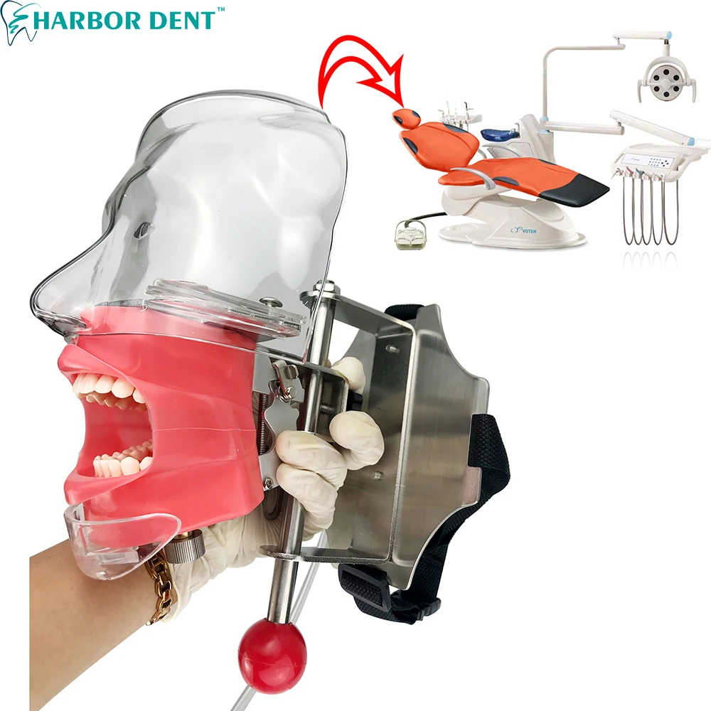 Простая модель головы Phantom для обучения/модель стоматологический симулятор