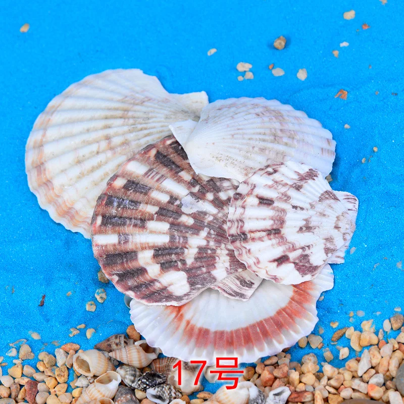 5 шт. магический цвет ракушка Морская звезда миниатюрный орнамент мини игрушка